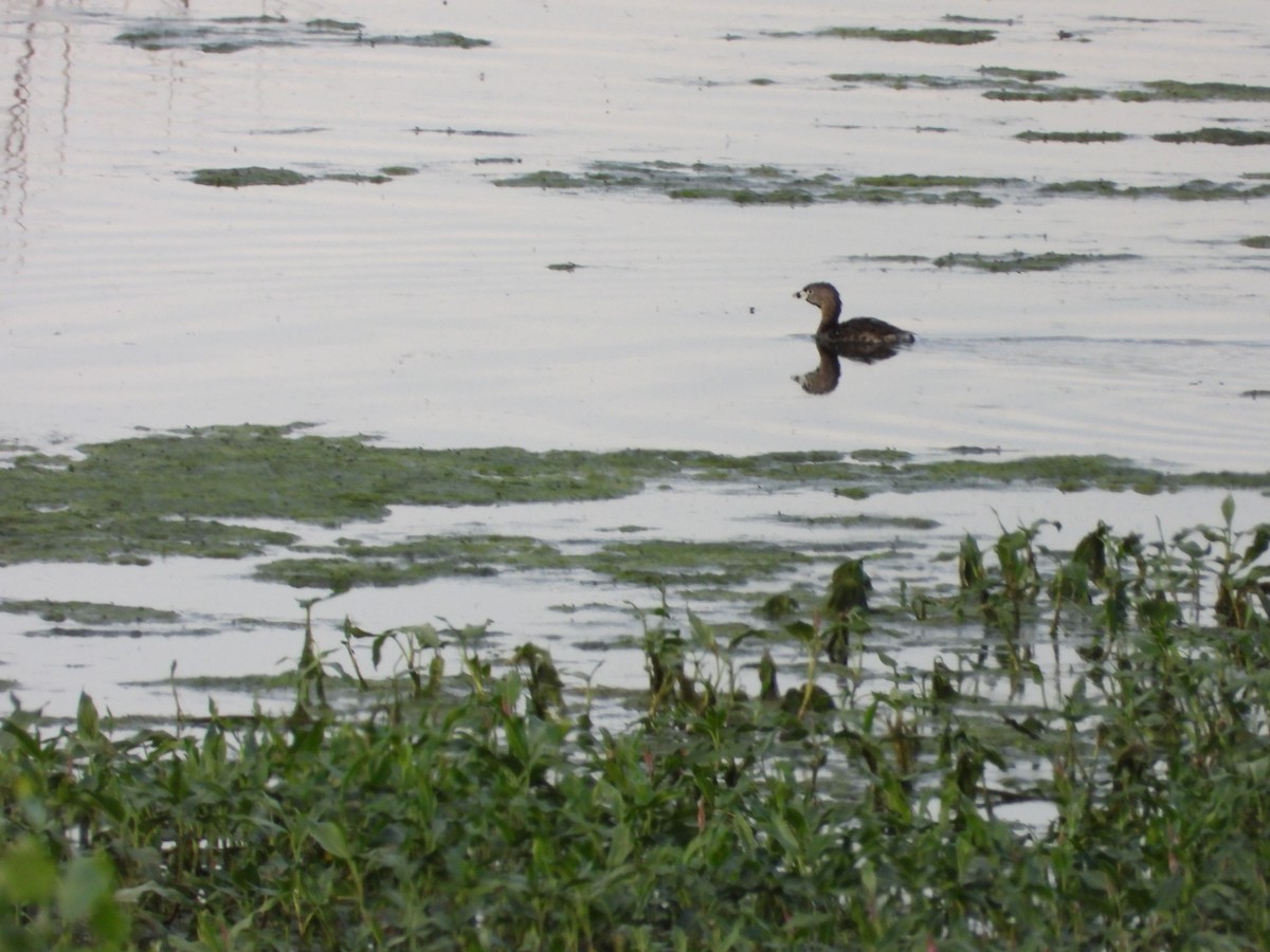 Pied-billed Grebe - ML620706864