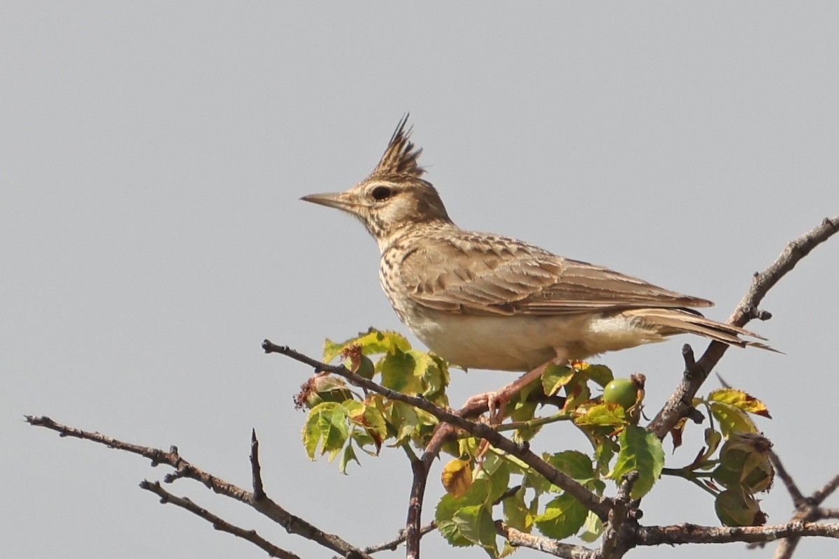 Crested Lark - ML620706866