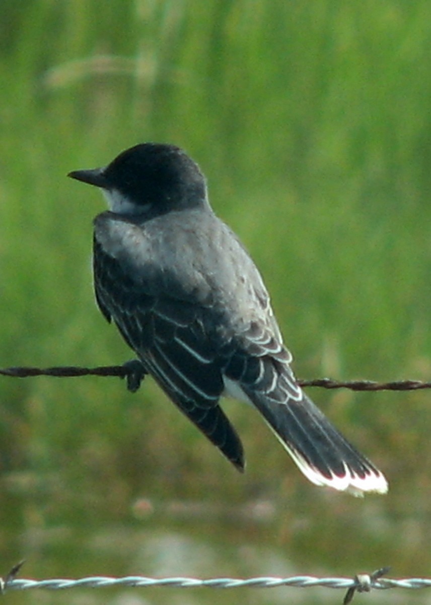 Eastern Kingbird - ML620706869