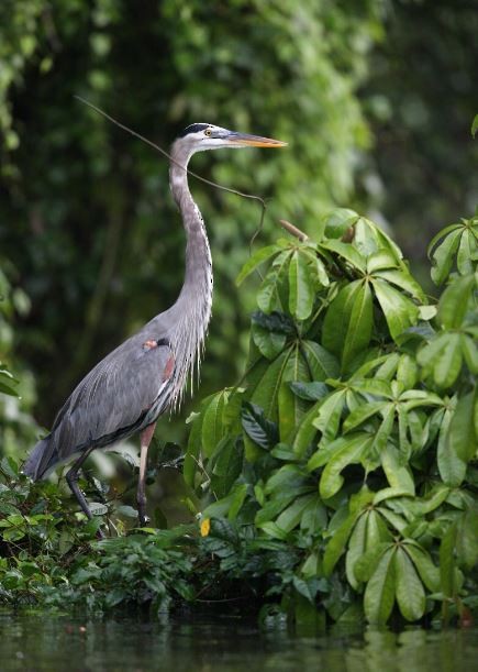 Great Blue Heron - ML620706872