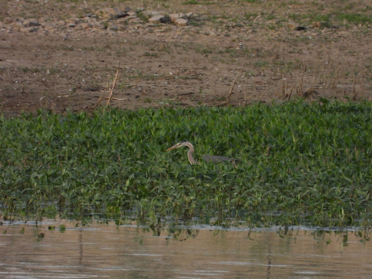 Great Blue Heron - ML620706873