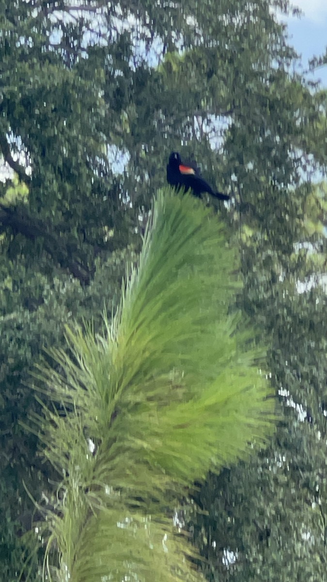 Red-winged Blackbird - ML620706876