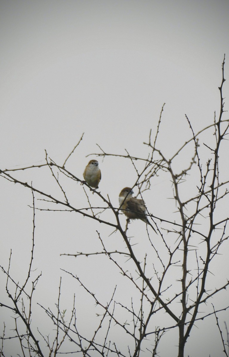 Indian Silverbill - ML620706886