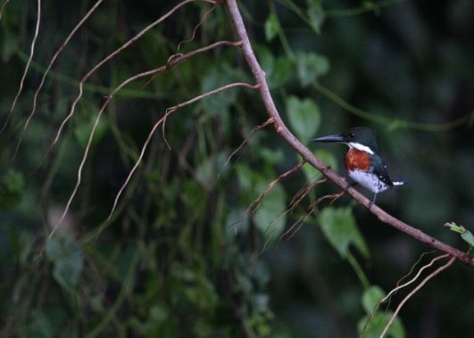 Green Kingfisher - ML620706888