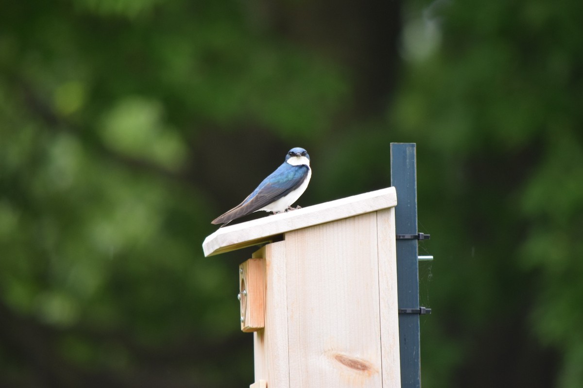 Golondrina Bicolor - ML620706892