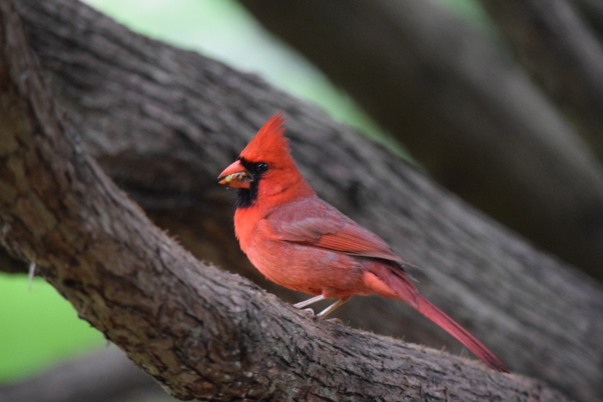 Northern Cardinal - ML620706896