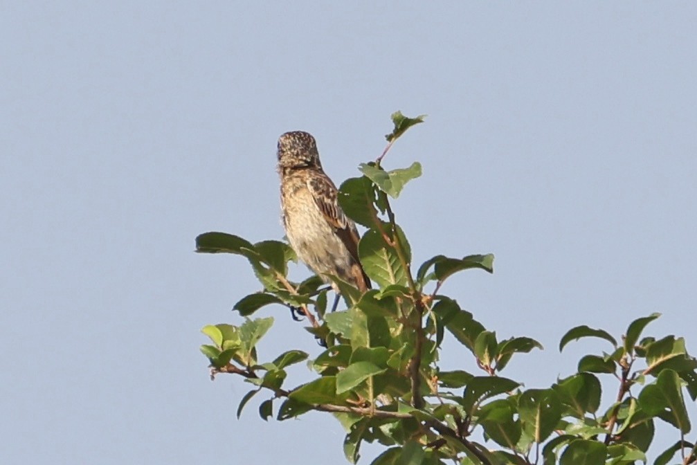 Whinchat - ML620706899