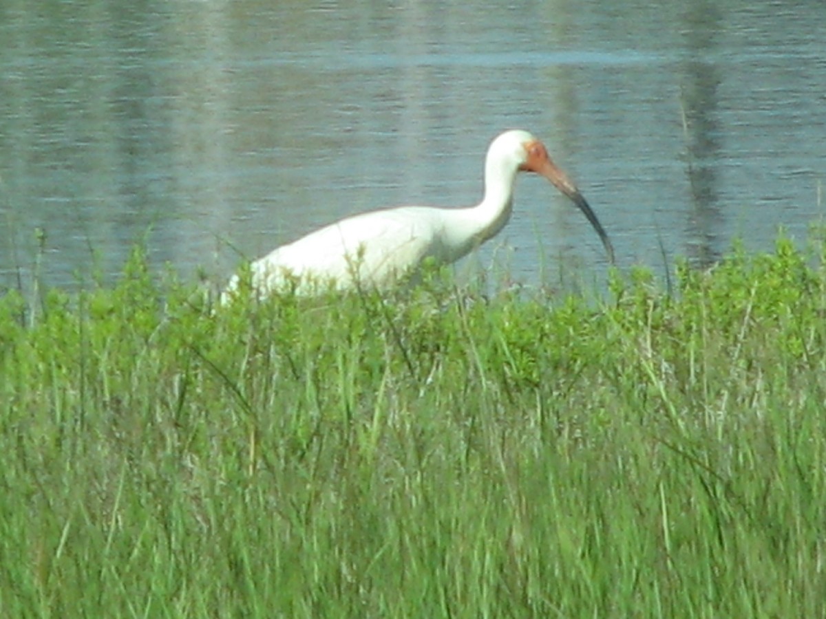 White Ibis - ML620706900