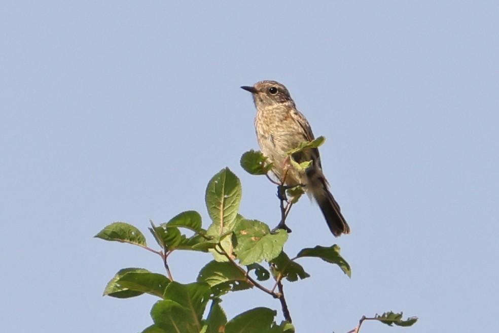Whinchat - ML620706901