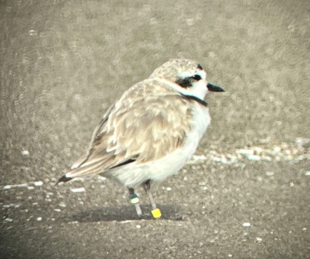 Snowy Plover - ML620706905