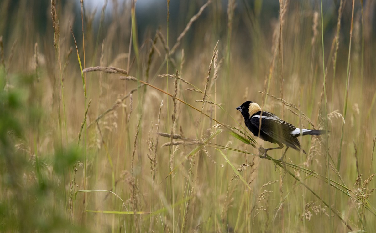 Bobolink - ML620706914