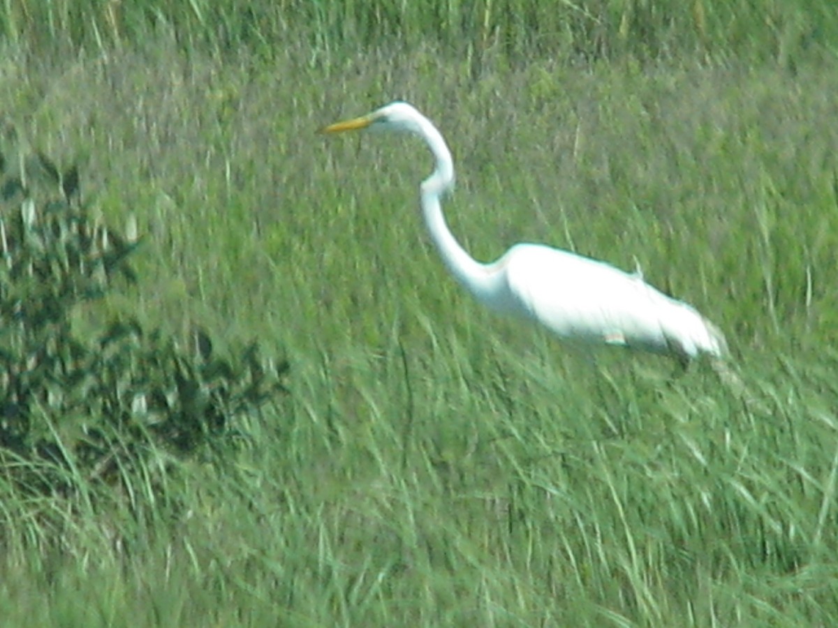 Great Egret - ML620706918