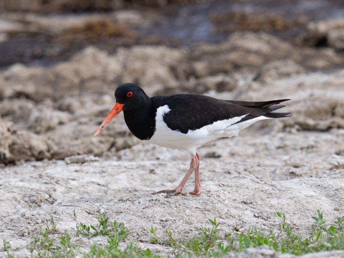 Eurasian Oystercatcher (Western) - ML620706920