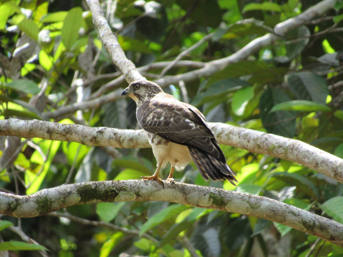 Broad-winged Hawk - ML620706921