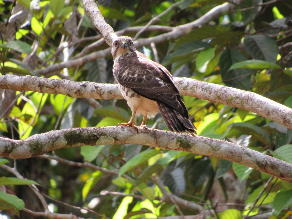 Broad-winged Hawk - ML620706922