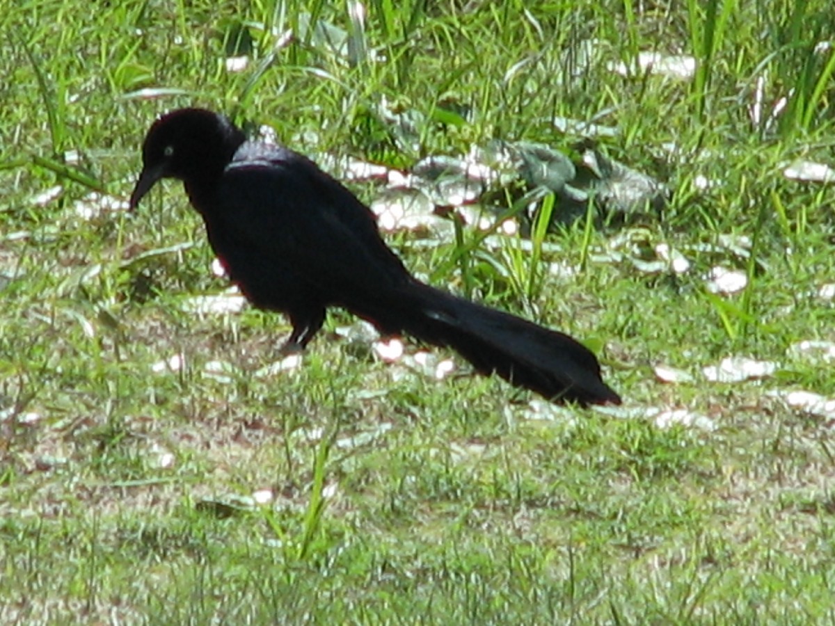 Great-tailed Grackle - ML620706930