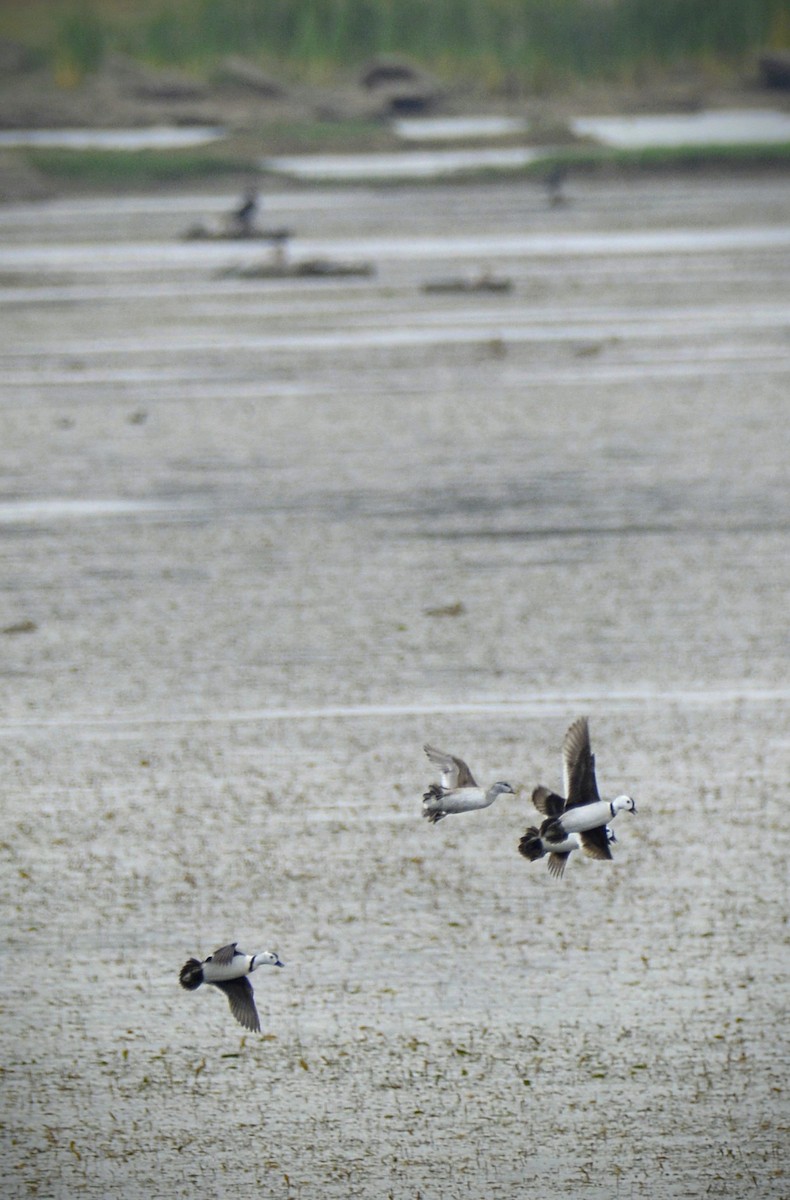 Cotton Pygmy-Goose - ML620706932