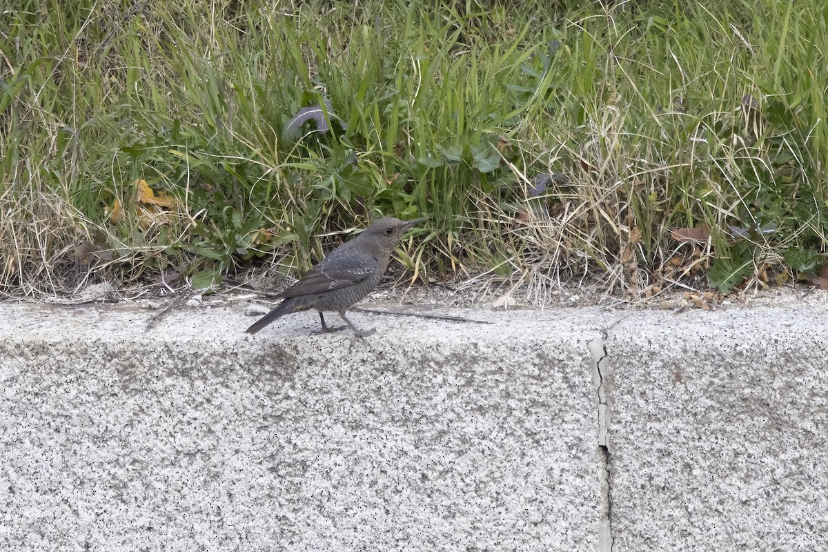 Blue Rock-Thrush - ML620706948