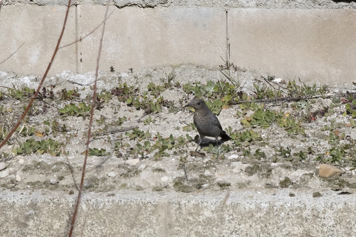 Blue Rock-Thrush - ML620706949