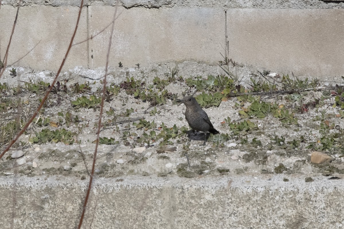 Blue Rock-Thrush - ML620706950