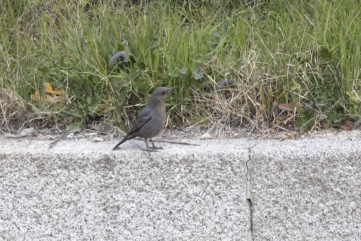 Blue Rock-Thrush - ML620706951