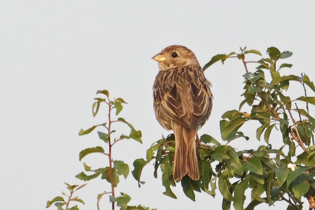 Corn Bunting - ML620706953