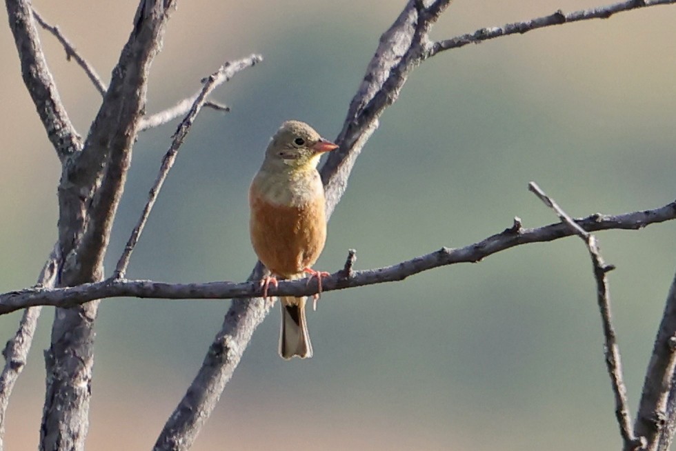 Ortolan Bunting - ML620706961