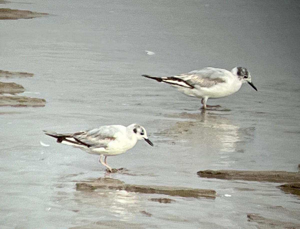 Bonaparte's Gull - ML620706966