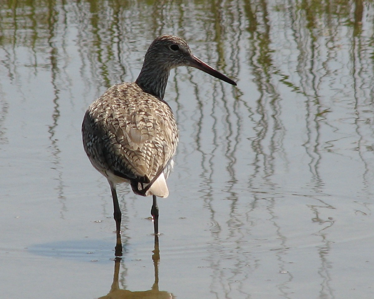 Willet - ML620706967