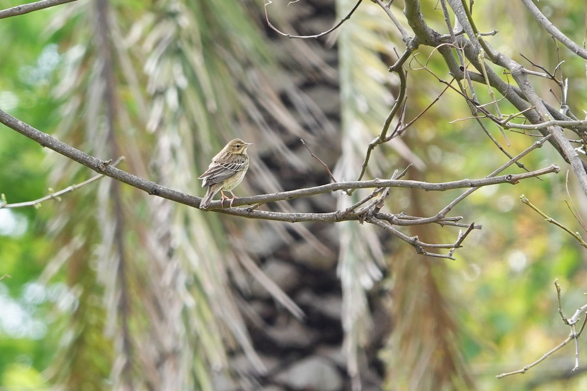 Tree Pipit - ML620706968