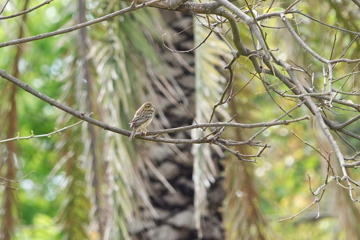 Tree Pipit - ML620706969