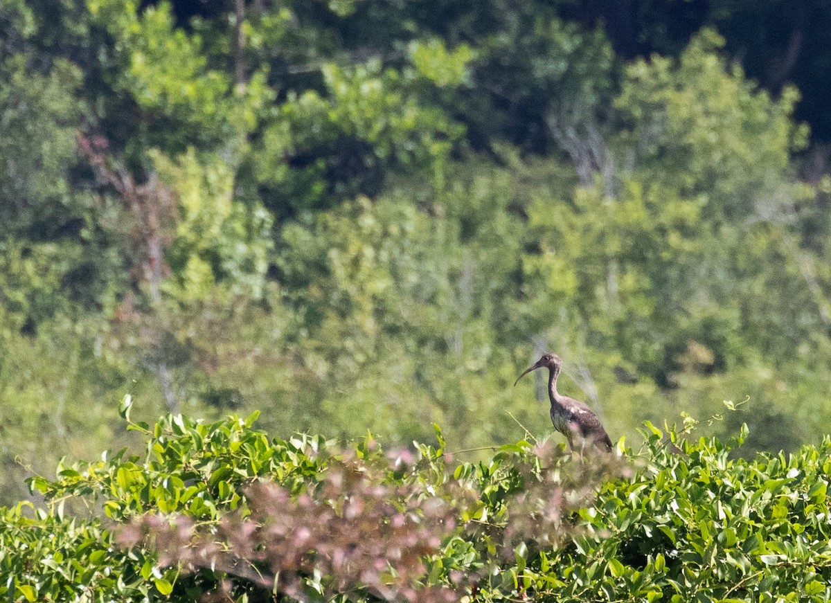 White Ibis - ML620706972