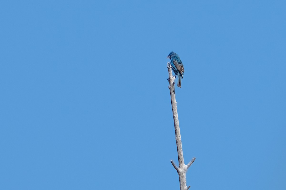 Indigo Bunting - ML620706974