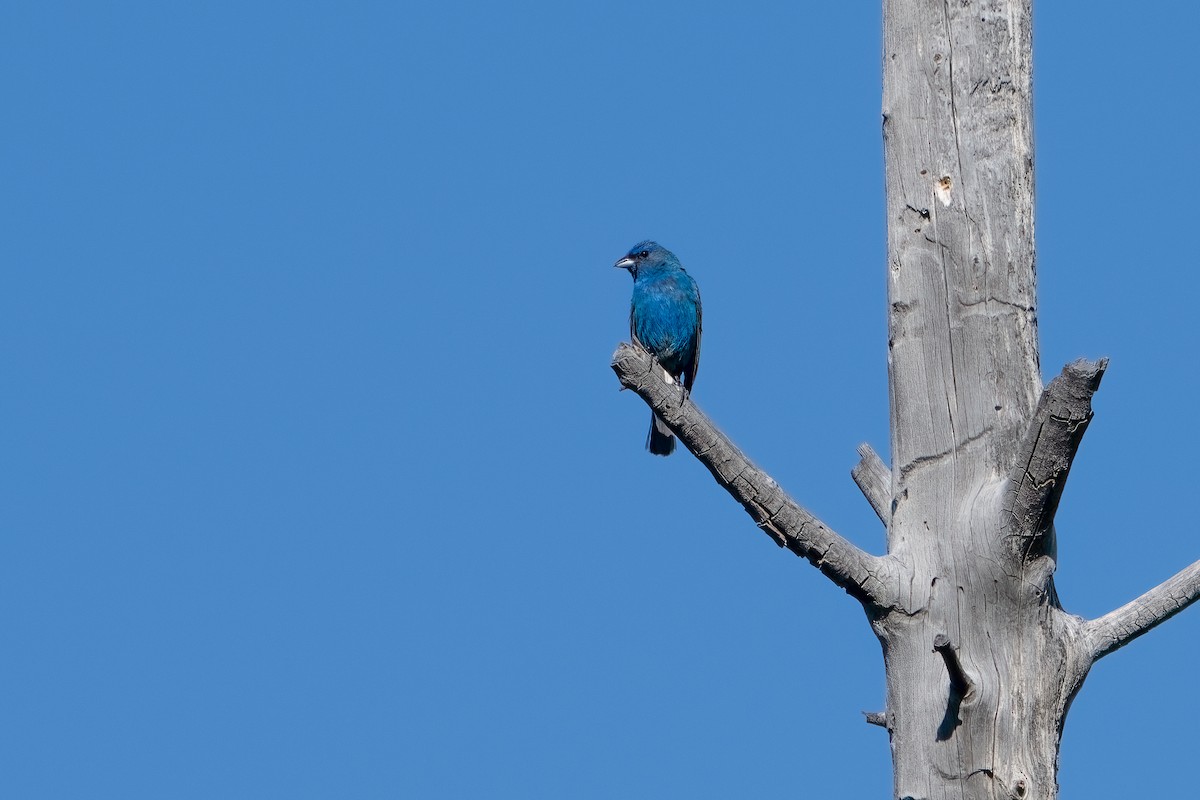 Indigo Bunting - ML620706975