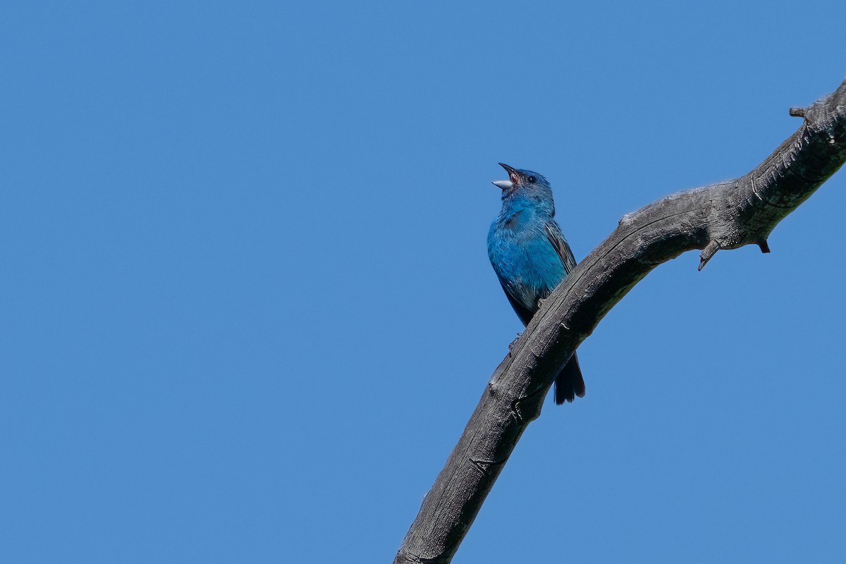 Indigo Bunting - ML620706976