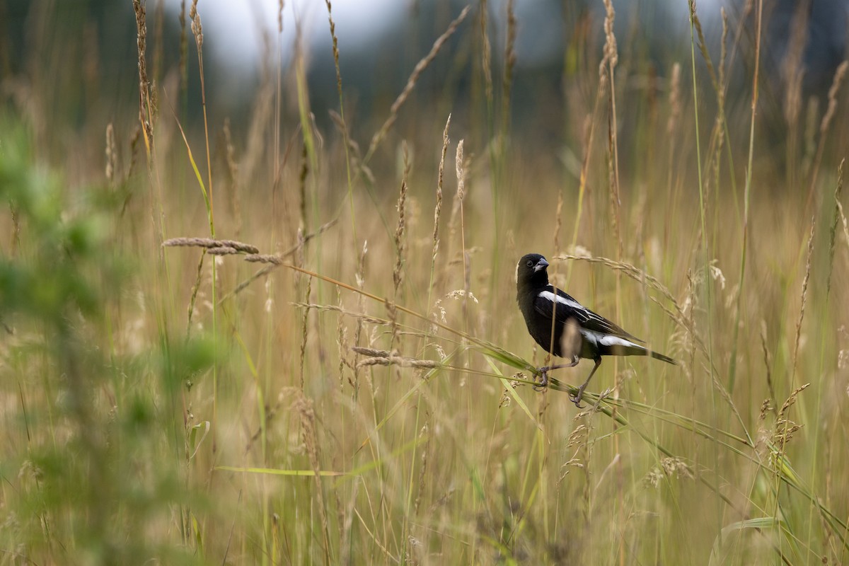 Bobolink - ML620706985