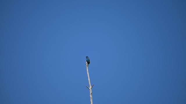 Indigo Bunting - ML620706987