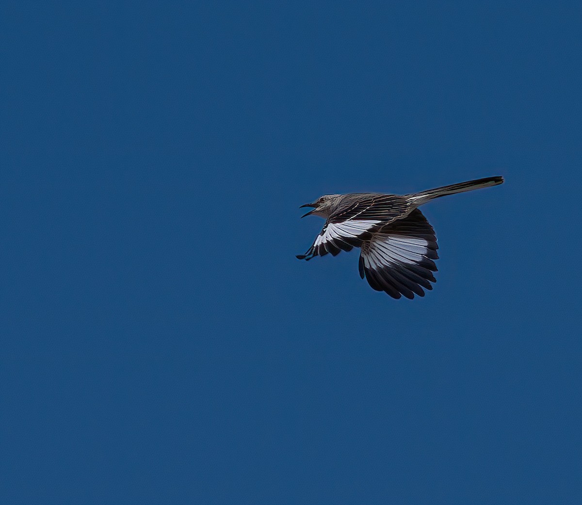 Northern Mockingbird - ML620706988