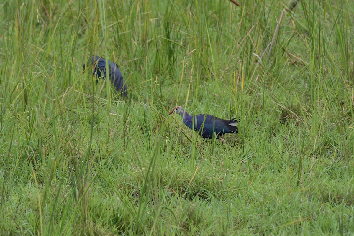 Gray-headed Swamphen - ML620706992