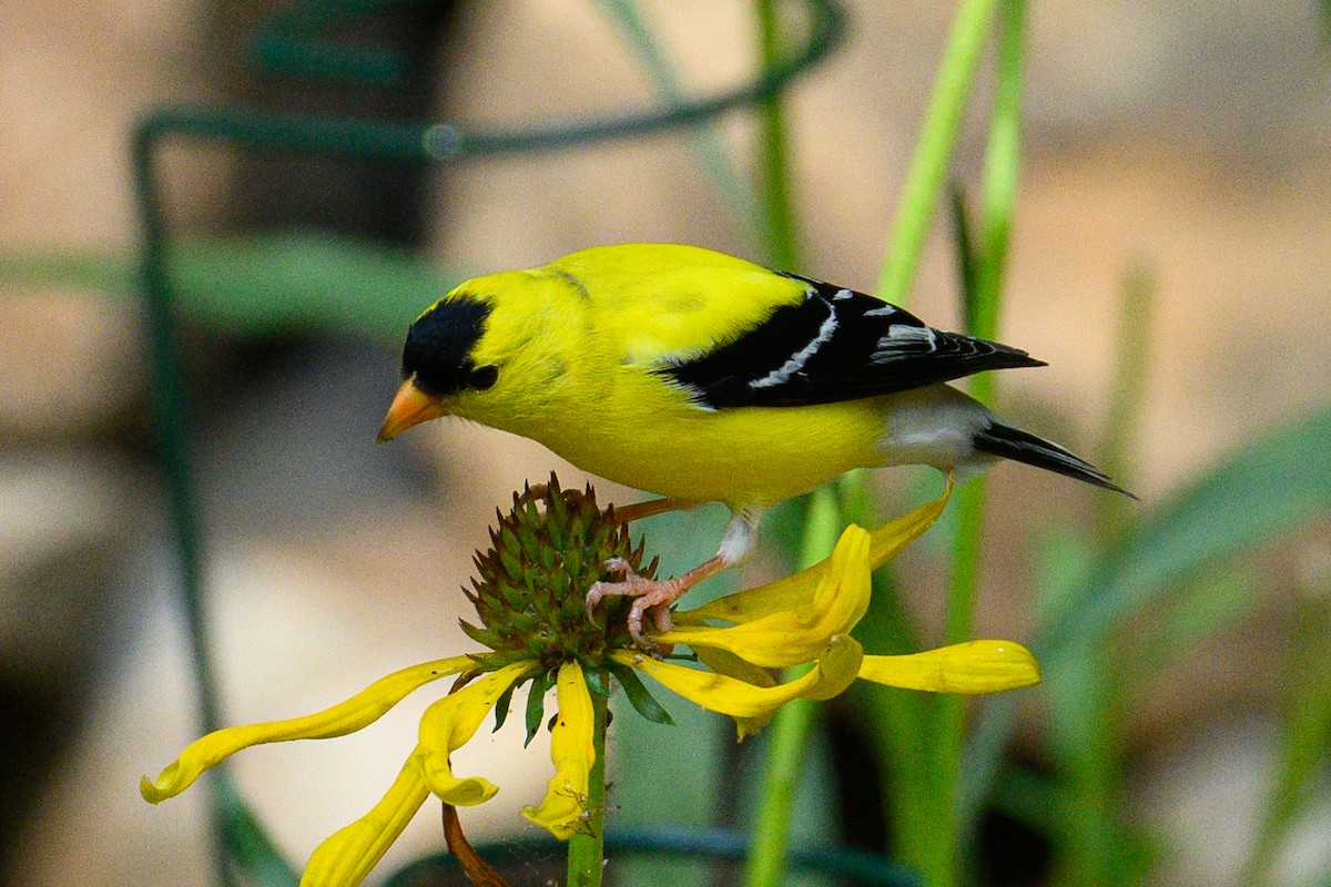 American Goldfinch - ML620706995