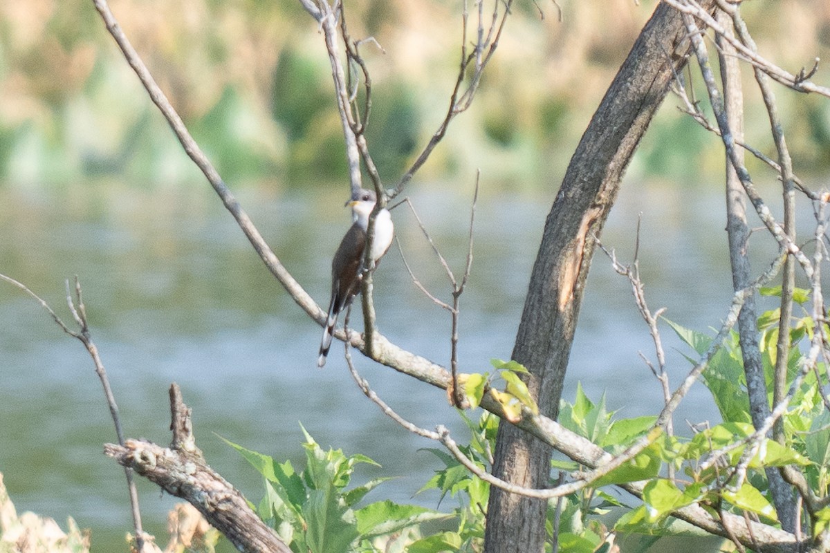 Yellow-billed Cuckoo - ML620706999