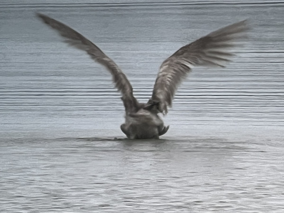 Western x Glaucous-winged Gull (hybrid) - Tim Rodenkirk