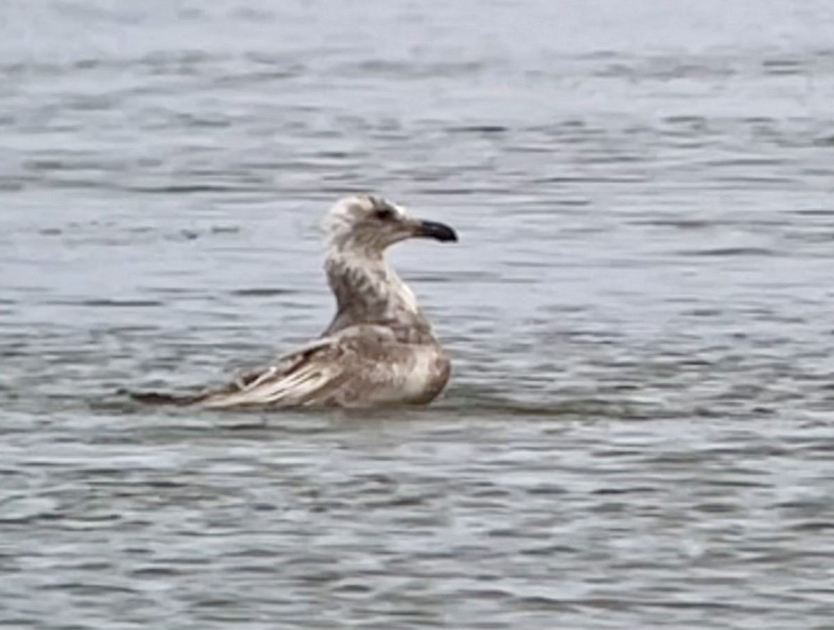 Western x Glaucous-winged Gull (hybrid) - ML620707004