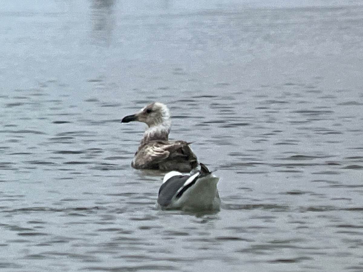 Western x Glaucous-winged Gull (hybrid) - ML620707007