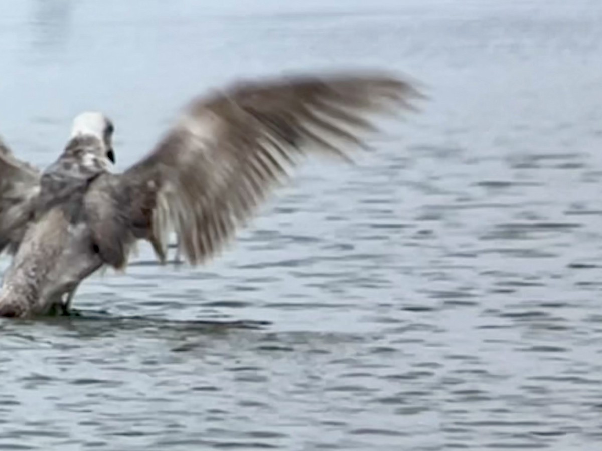 Western x Glaucous-winged Gull (hybrid) - ML620707008