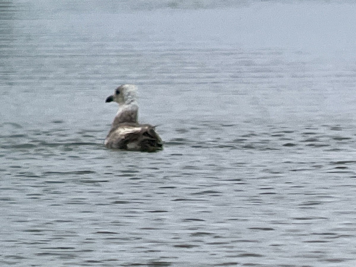 Western x Glaucous-winged Gull (hybrid) - ML620707009