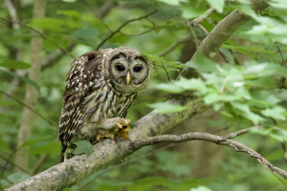 Barred Owl - ML620707010