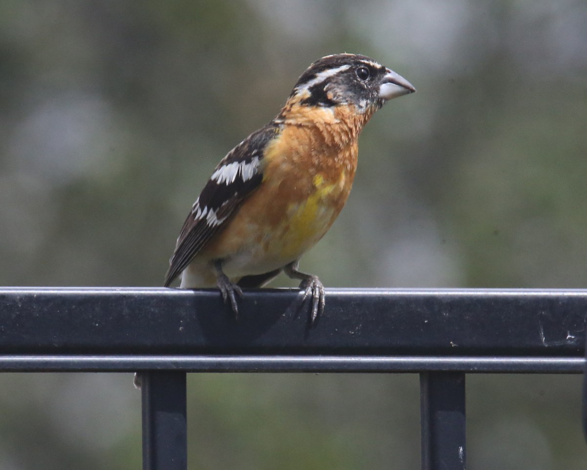 Black-headed Grosbeak - ML620707011