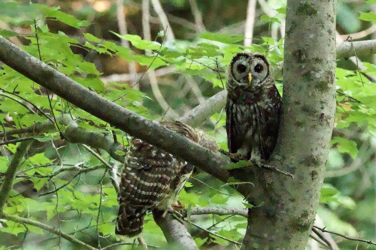 Barred Owl - ML620707014