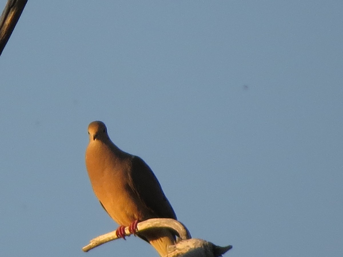 Mourning Dove - ML620707016